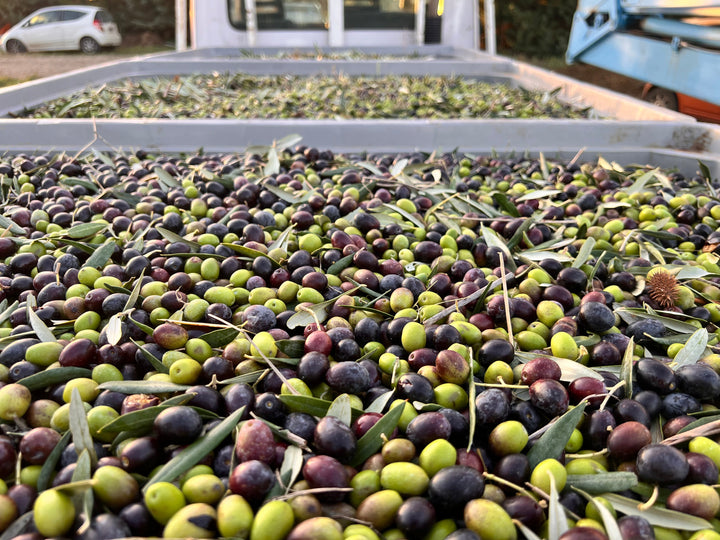 Beyond the usual standards: The story of olive oil of uncompromising quality