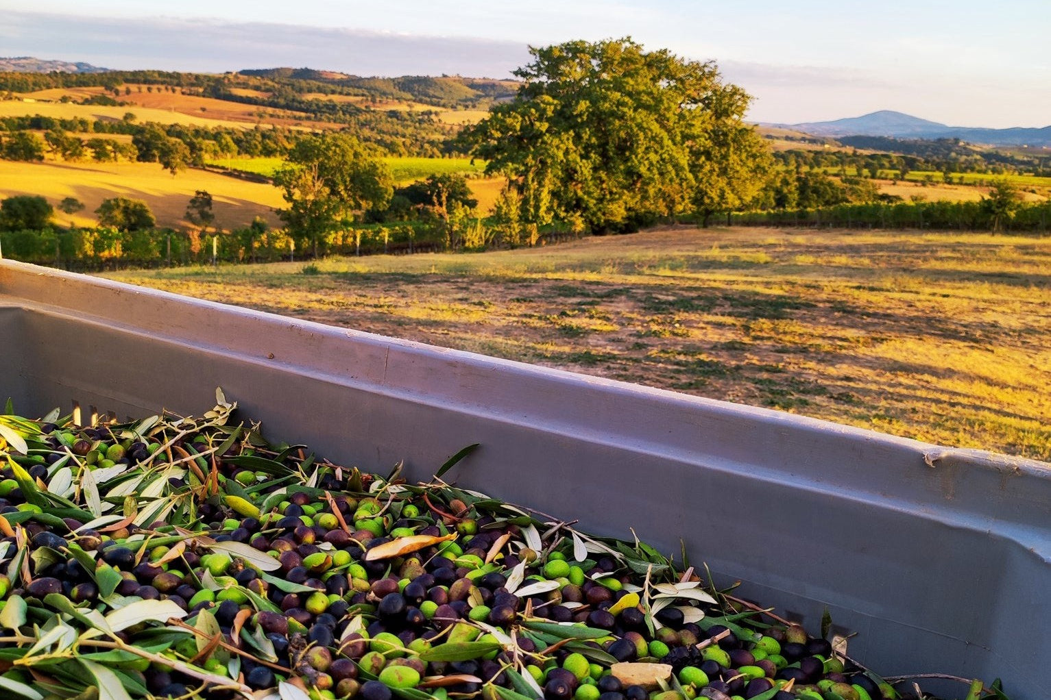 Tray of green and black olives with a scenic landscape in the background