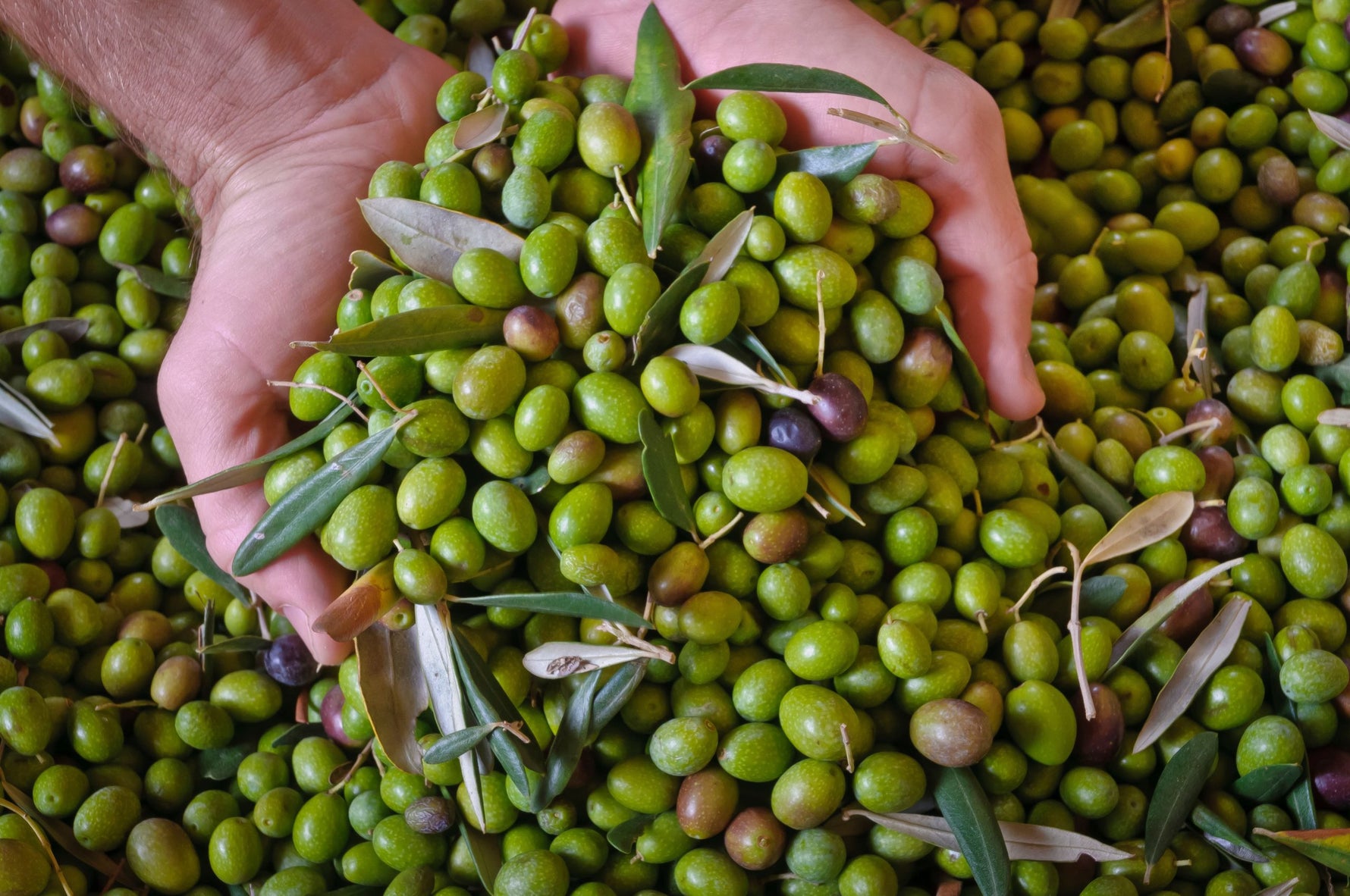 Hand holding a bunch of green olives with leaves against a background of more olives.
