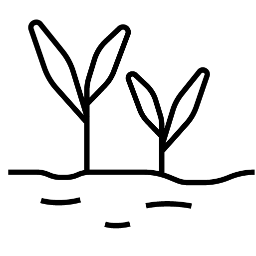 Simple black line drawing of two plants emerging from water on a white background